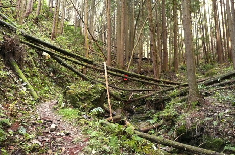 倒木ある登山道