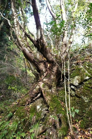 巨岩をつつむ木