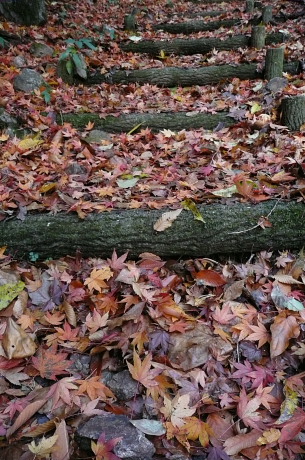 落ち葉の積もる階段