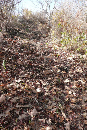 カシワの葉が落ちた登山道
