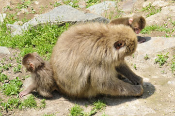 Monkey, Jigokudani, Nagano_DSC1552-6.3.10 (3).jpg
