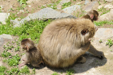 Monkey, Jigokudani, Nagano_DSC1551-6.3.10 (3).jpg